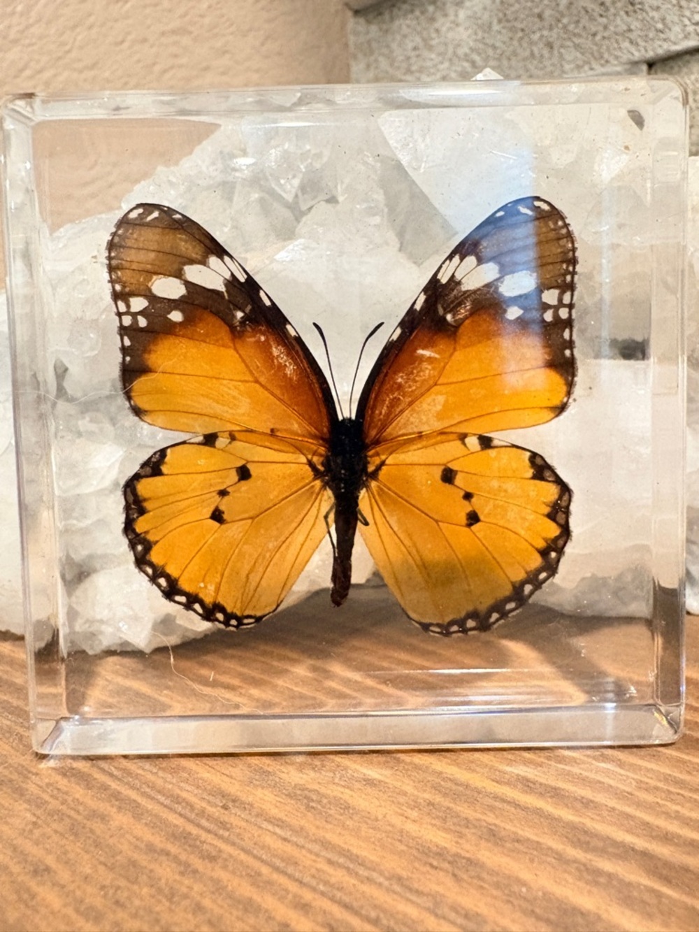 Framed Orange Butterfly Decorative Accent - Home Other